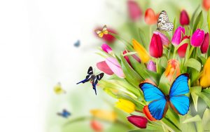 6928551-flowers-butterflies1